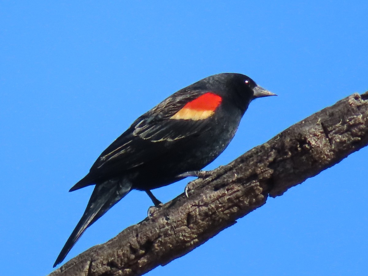 Red-winged Blackbird - Bernard Leduc