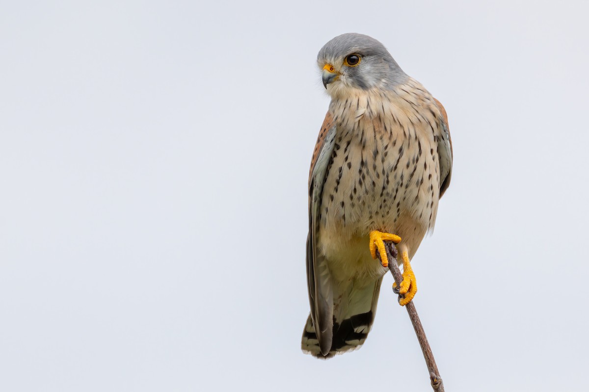 Eurasian Kestrel (Eurasian) - ML615911714