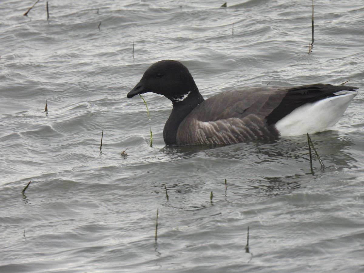 Barnacla Carinegra (bernicla) - ML615911797