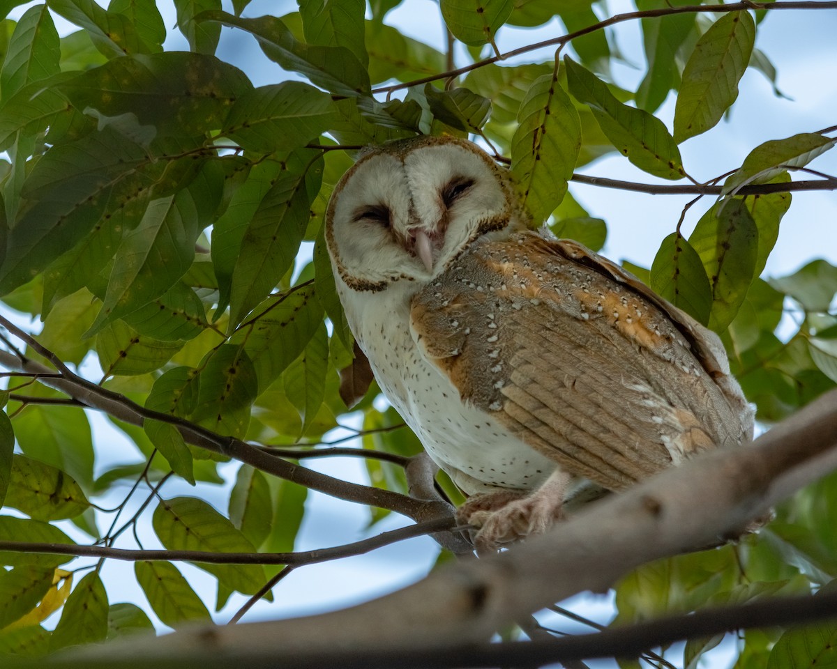 Barn Owl - Yan Ze Ng