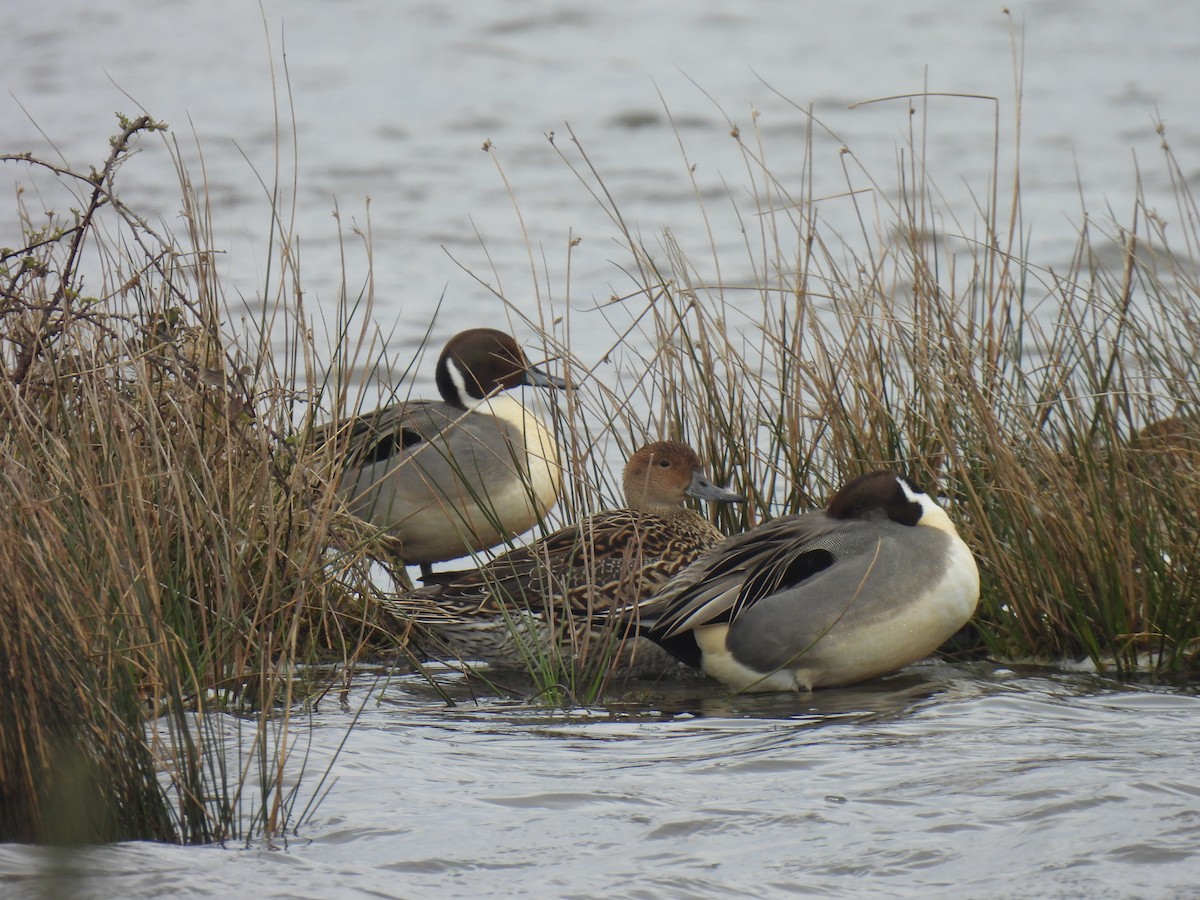 Northern Pintail - ML615911822