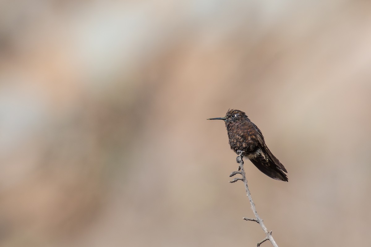 kolibřík mourovatý - ML615911836