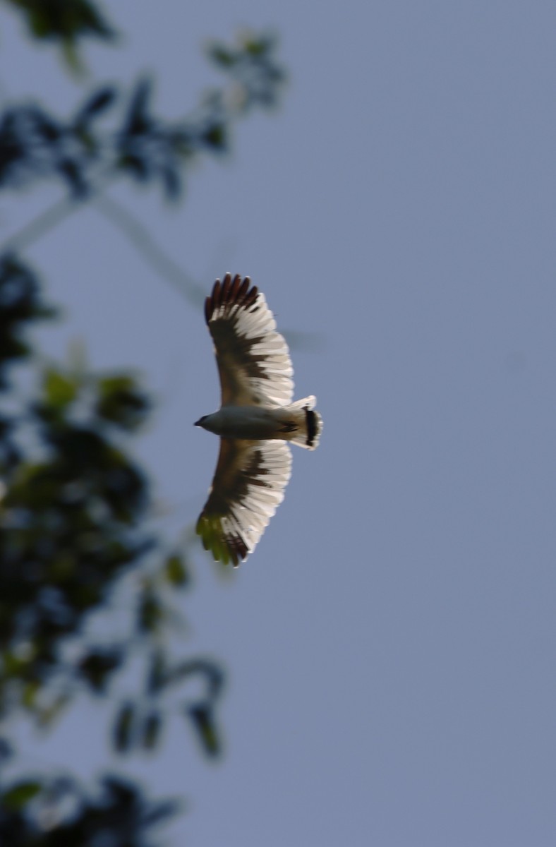 White Hawk - bill belford