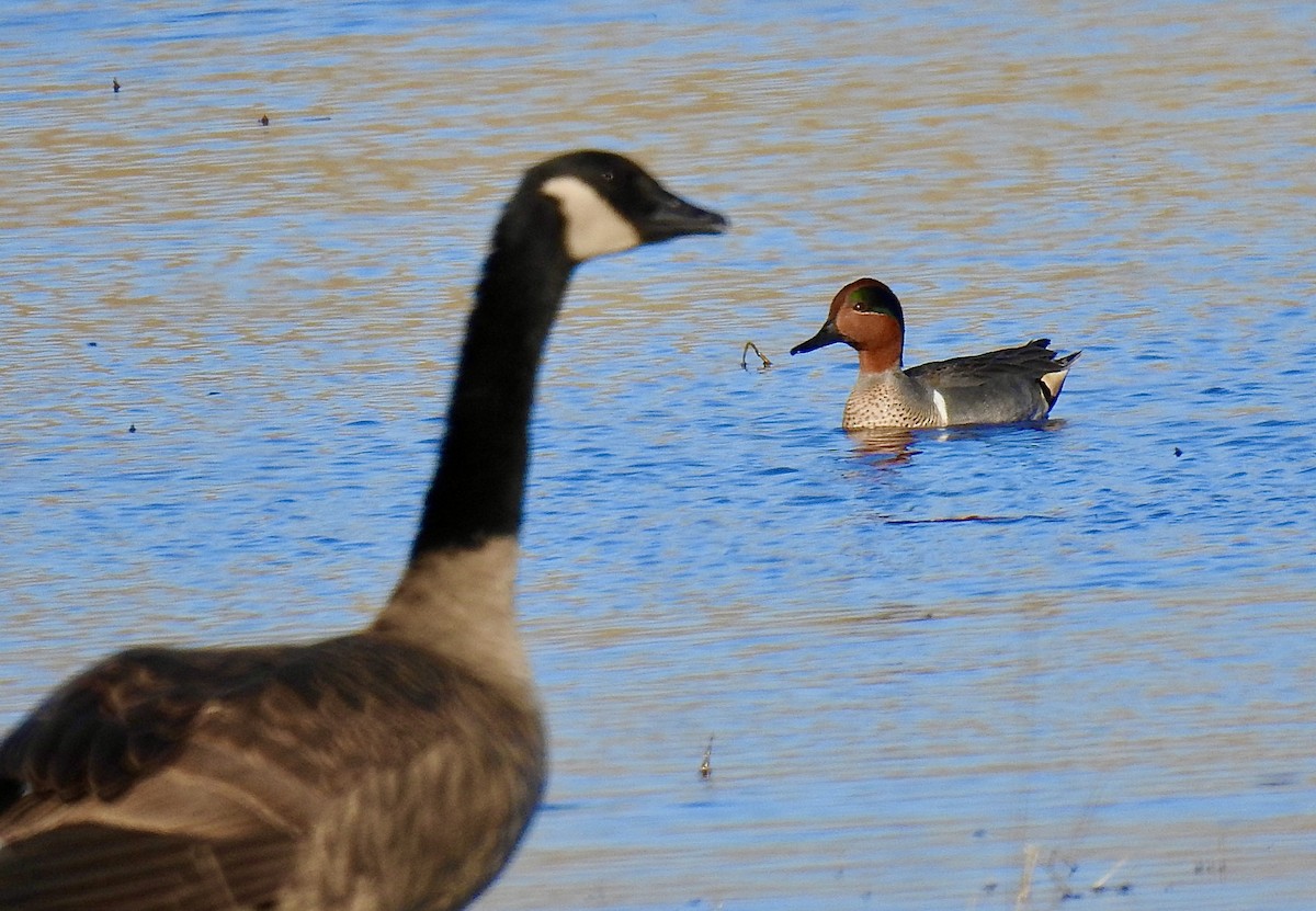 Green-winged Teal - Bob Bryerton