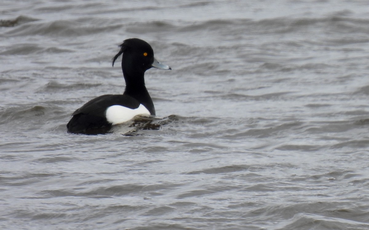 Tufted Duck - ML615911868