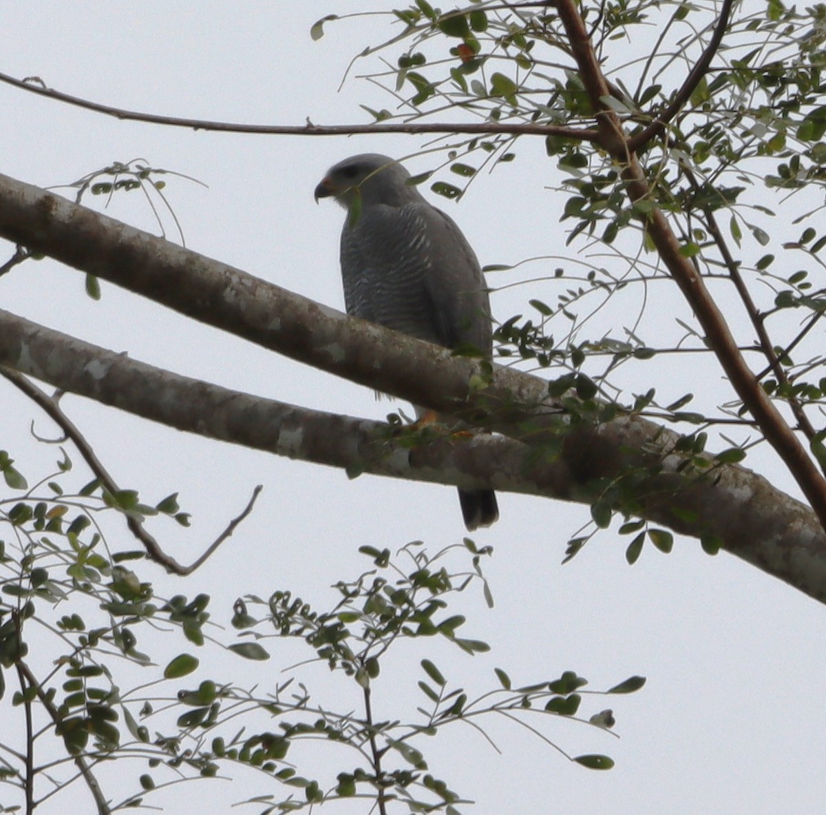 Gray Hawk - ML615911876