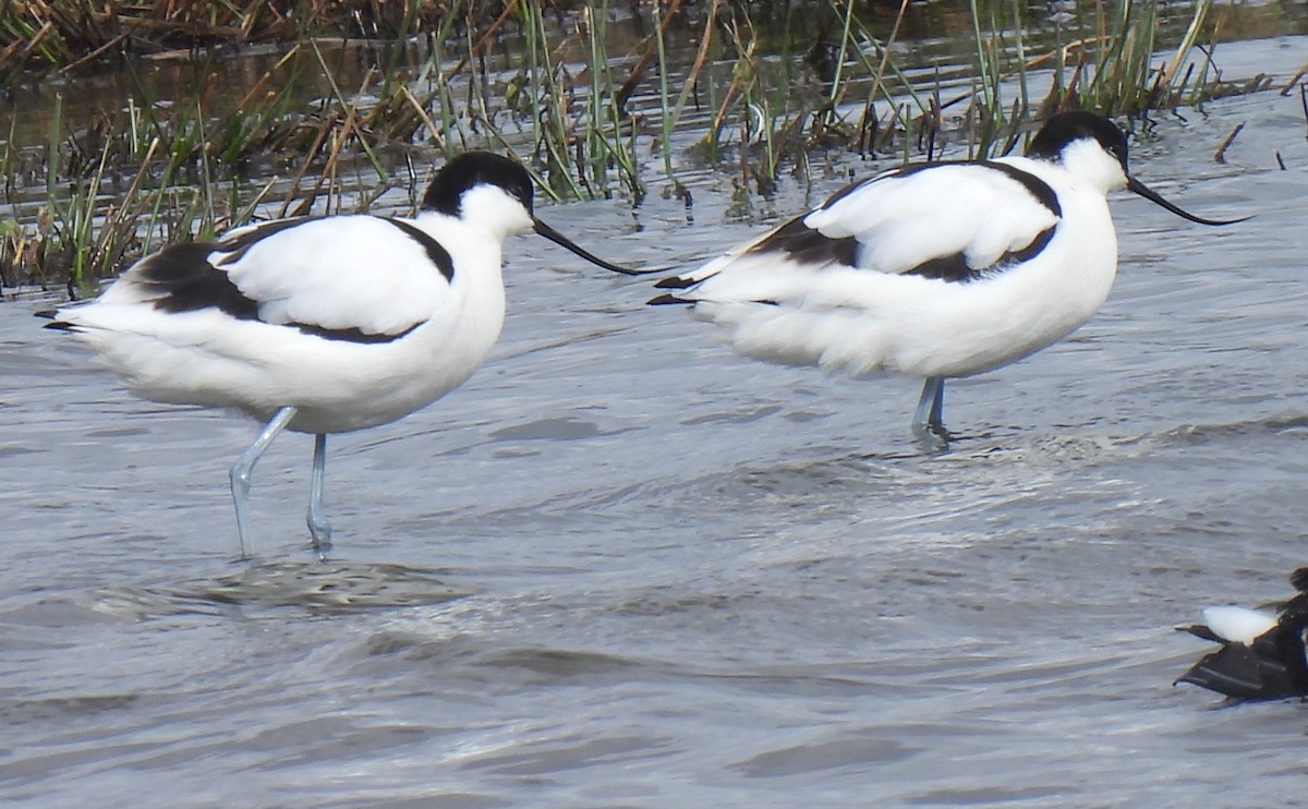 Pied Avocet - ML615911891