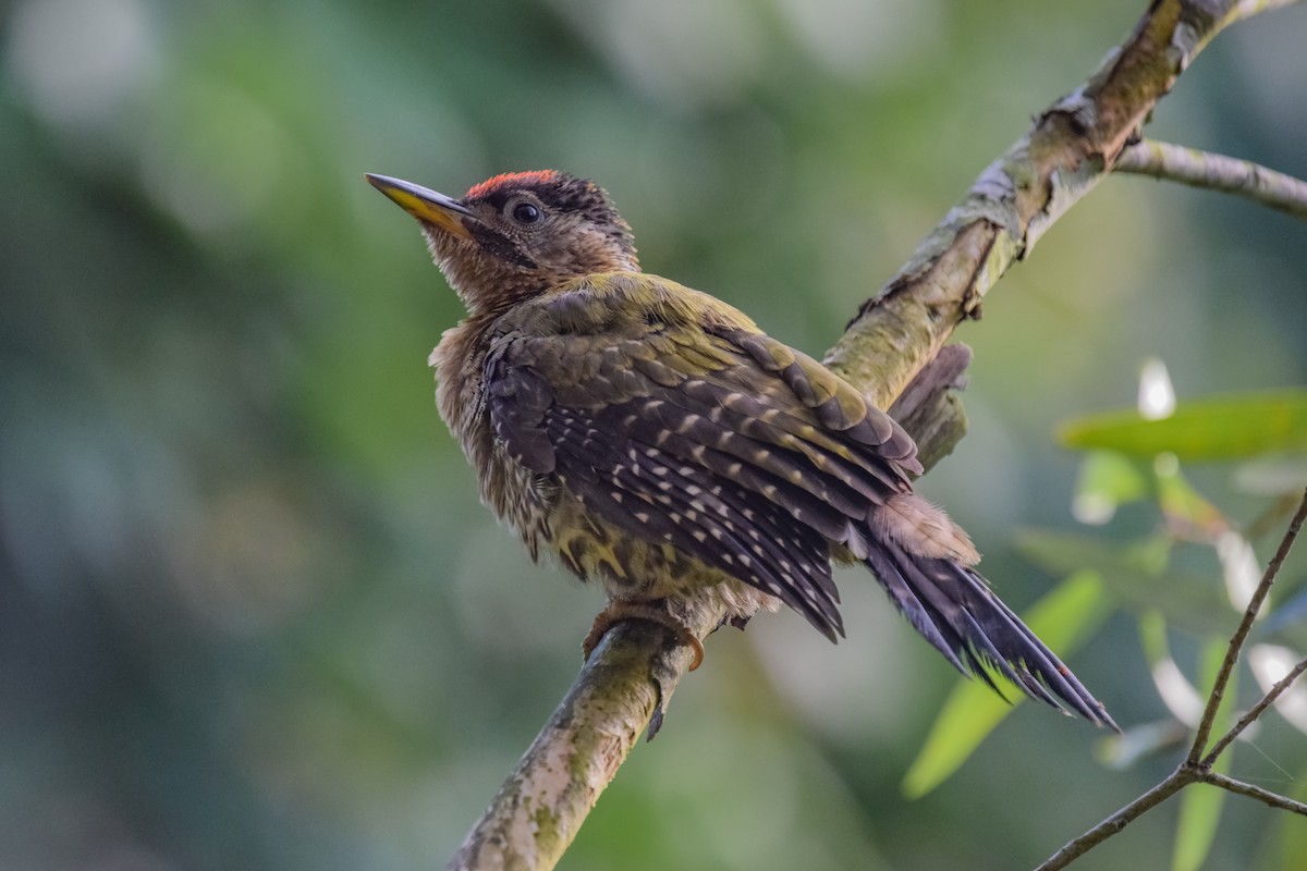 Laced Woodpecker - Yan Ze Ng