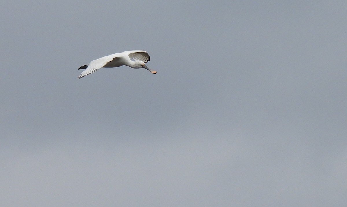 Eurasian Spoonbill - ML615911921