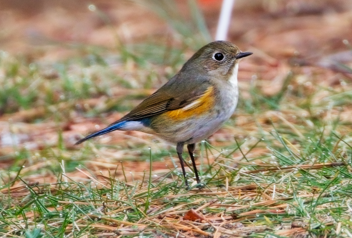 Red-flanked Bluetail - ML615911985