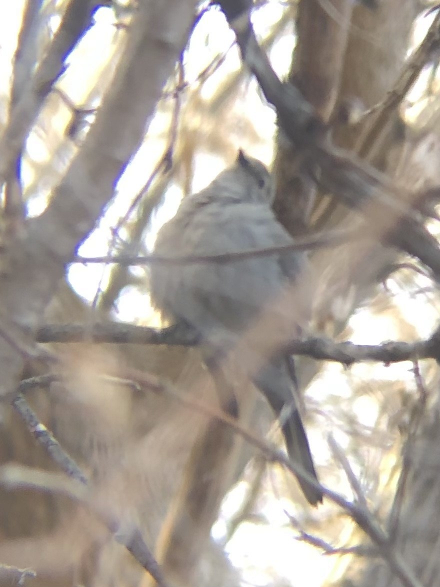 Townsend's Solitaire - ML615912017