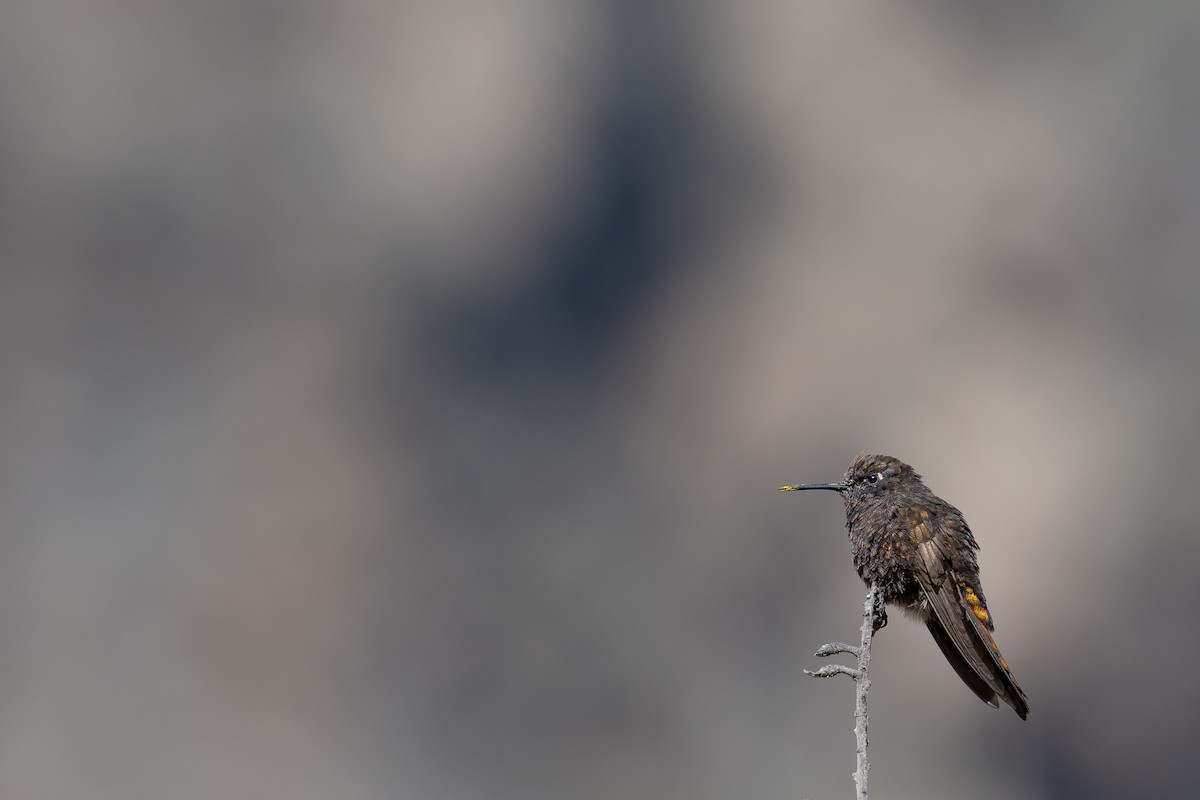 kolibřík mourovatý - ML615912019