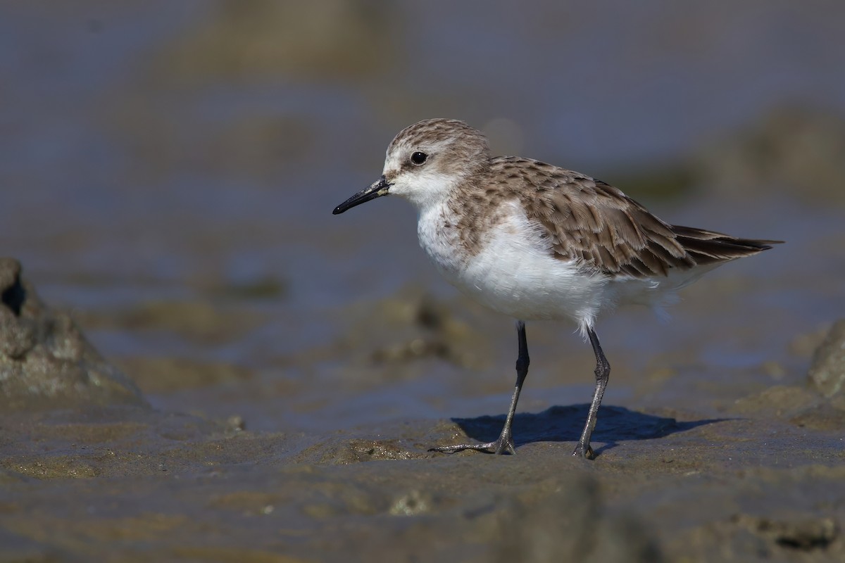 Little Stint - Sourav Mandal