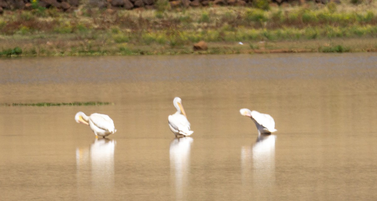 American White Pelican - ML615912100