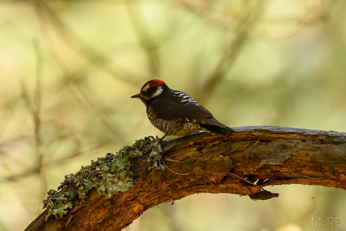 Strickland's Woodpecker - Jonathan Muró