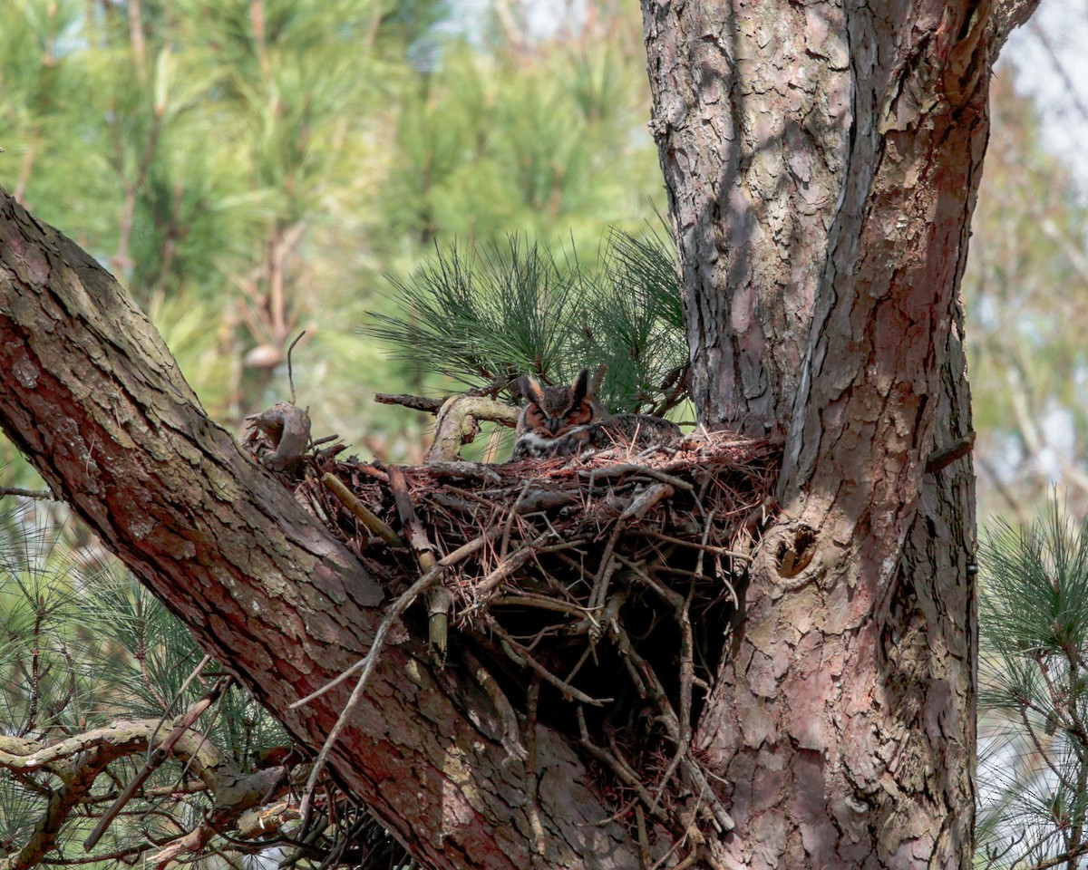 Great Horned Owl - ML615912130