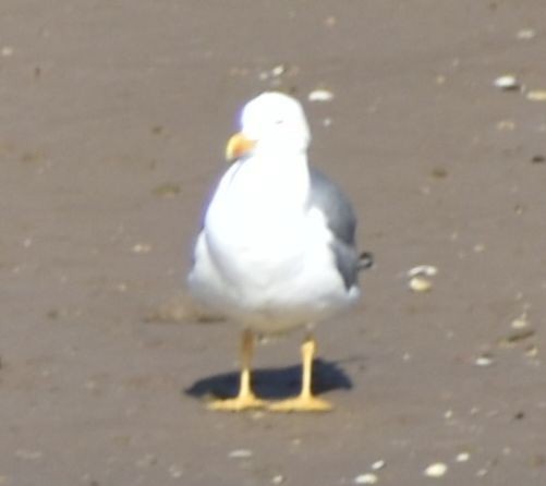 Yellow-legged Gull - ML615912138