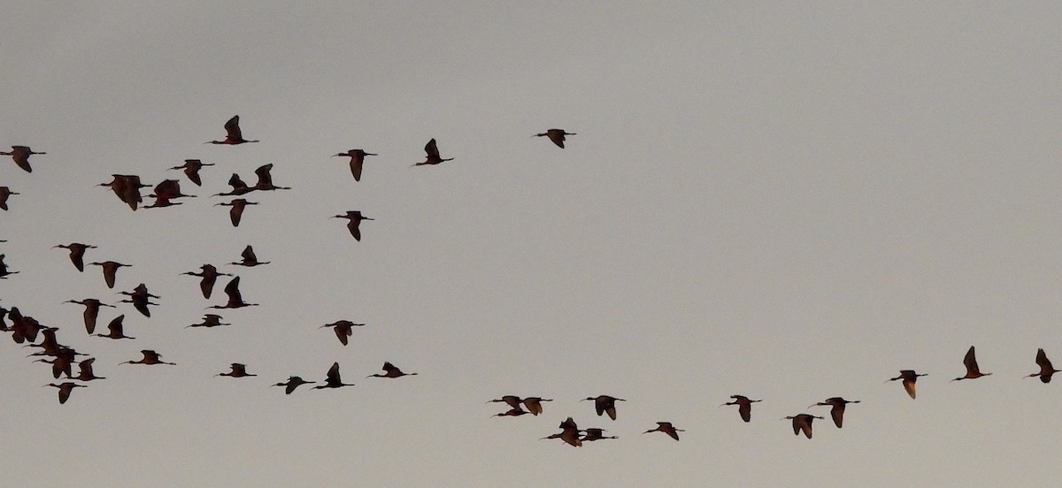 ibis hnědý - ML615912148
