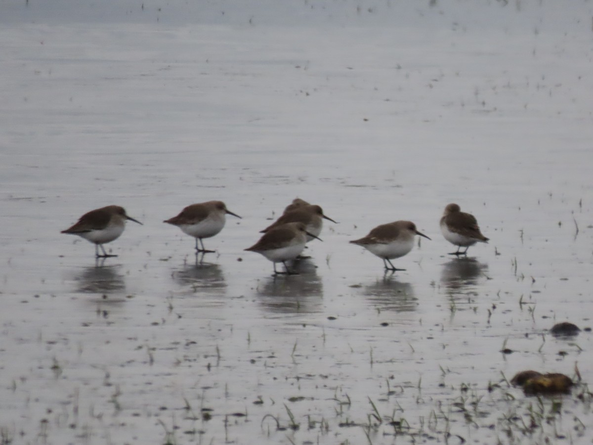 Dunlin - ML615912150