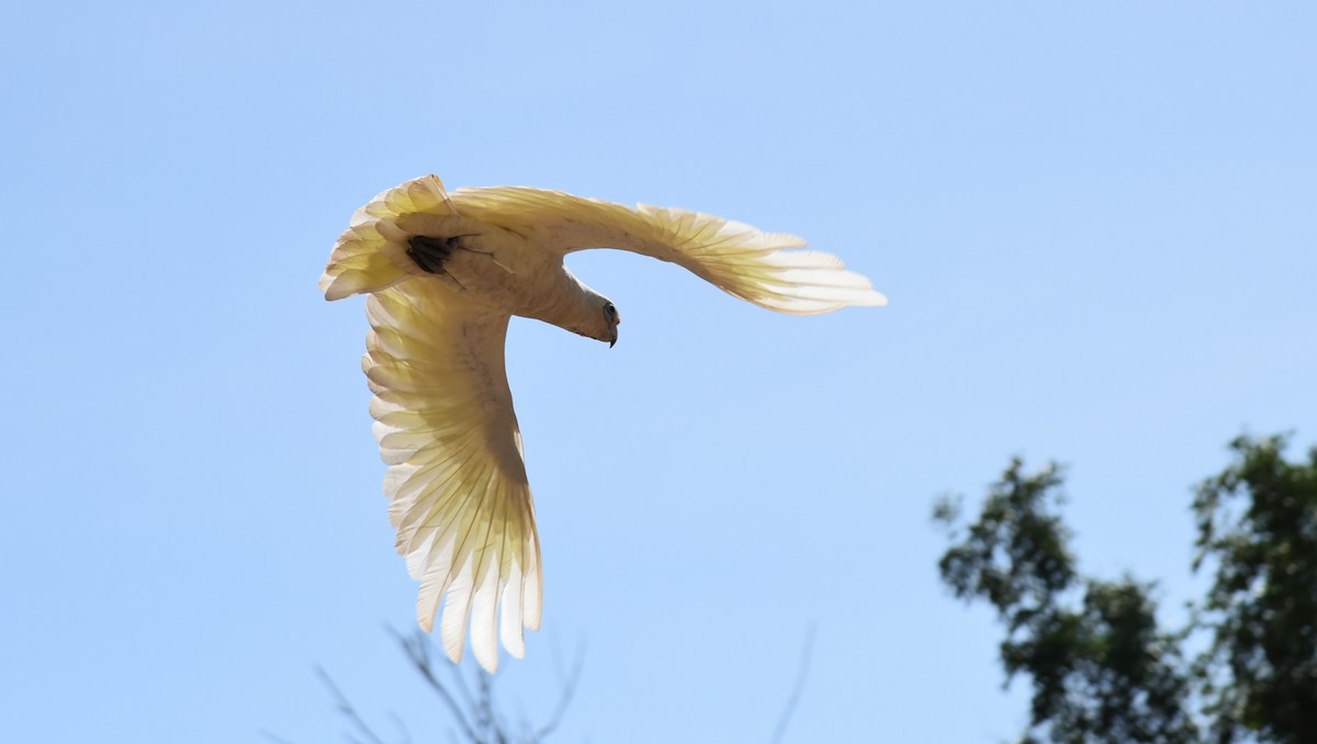 Little Corella - Frank Welten