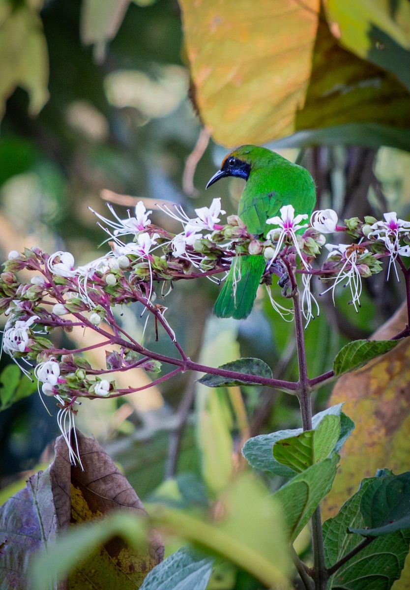 Golden-fronted Leafbird - ML615912276