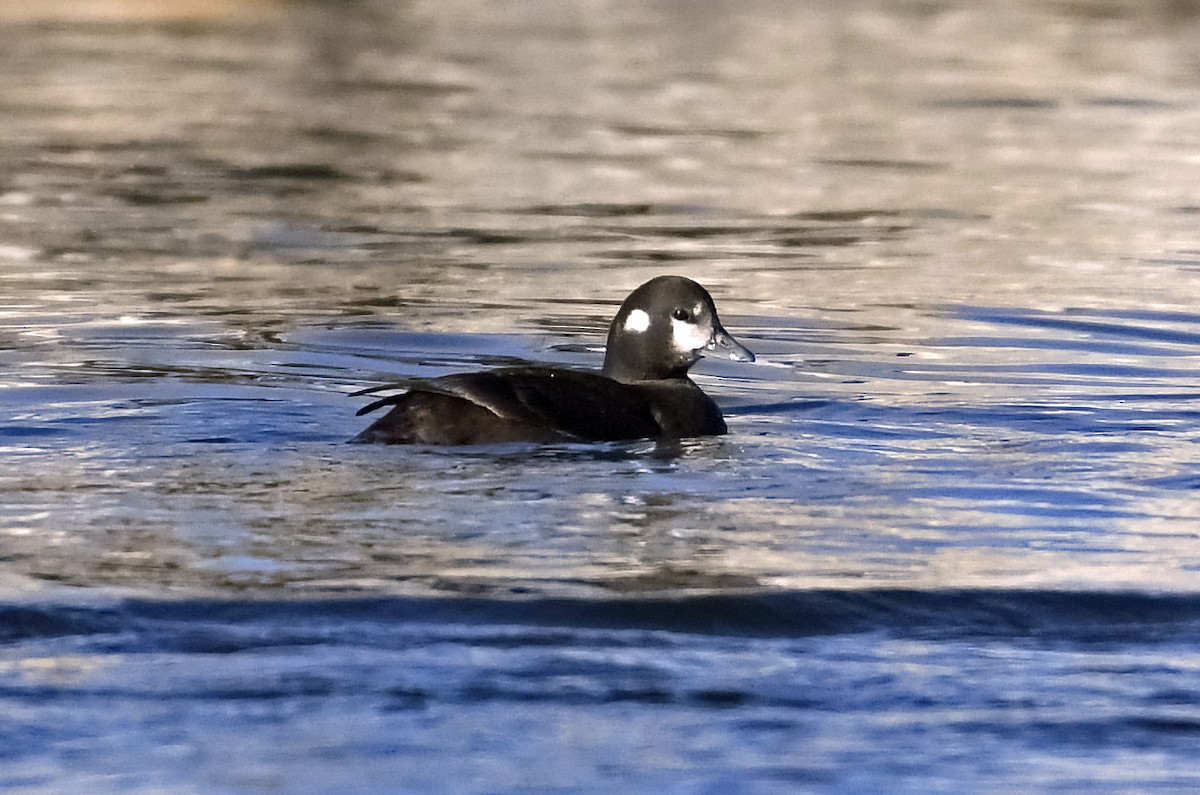 Harlequin Duck - Tess  Nelkie