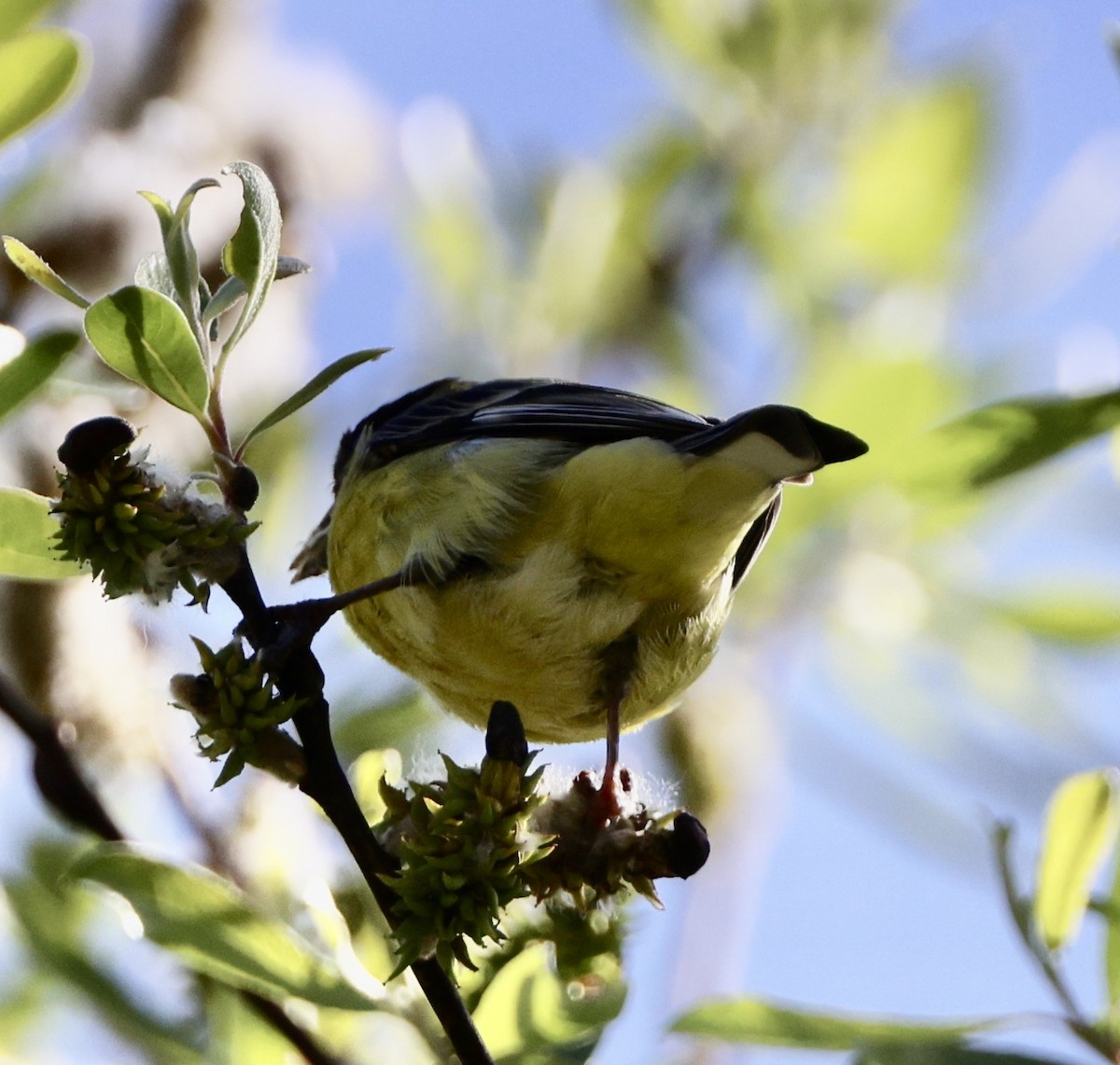 Lesser Goldfinch - Carolyn Thiele