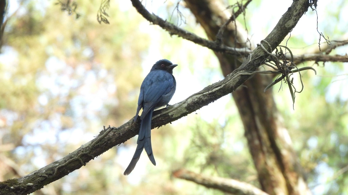 Kül Rengi Drongo - ML615912305