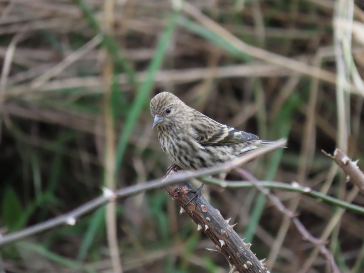 Pine Siskin - ML615912308