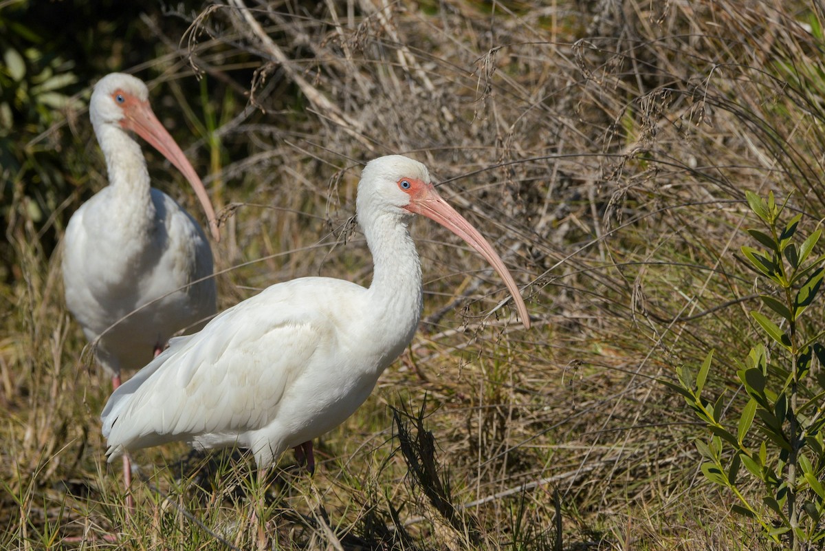 ibis bílý - ML615912345
