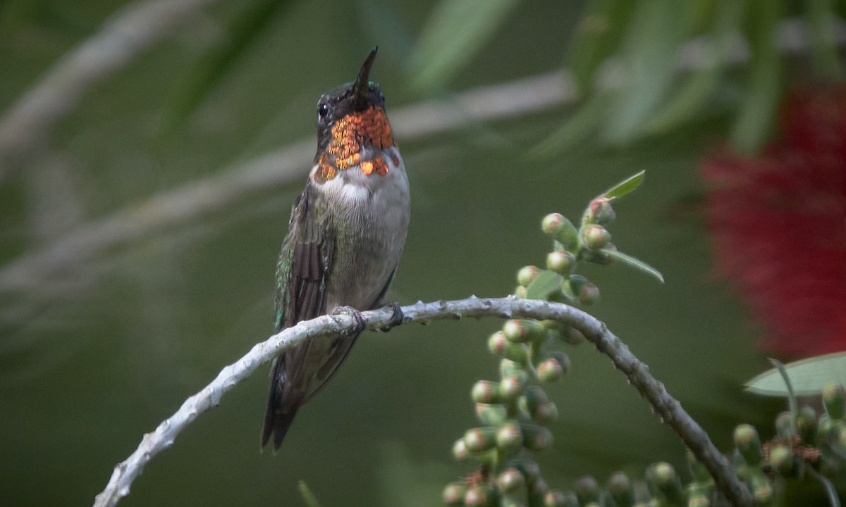 Ruby-throated Hummingbird - ML615912349