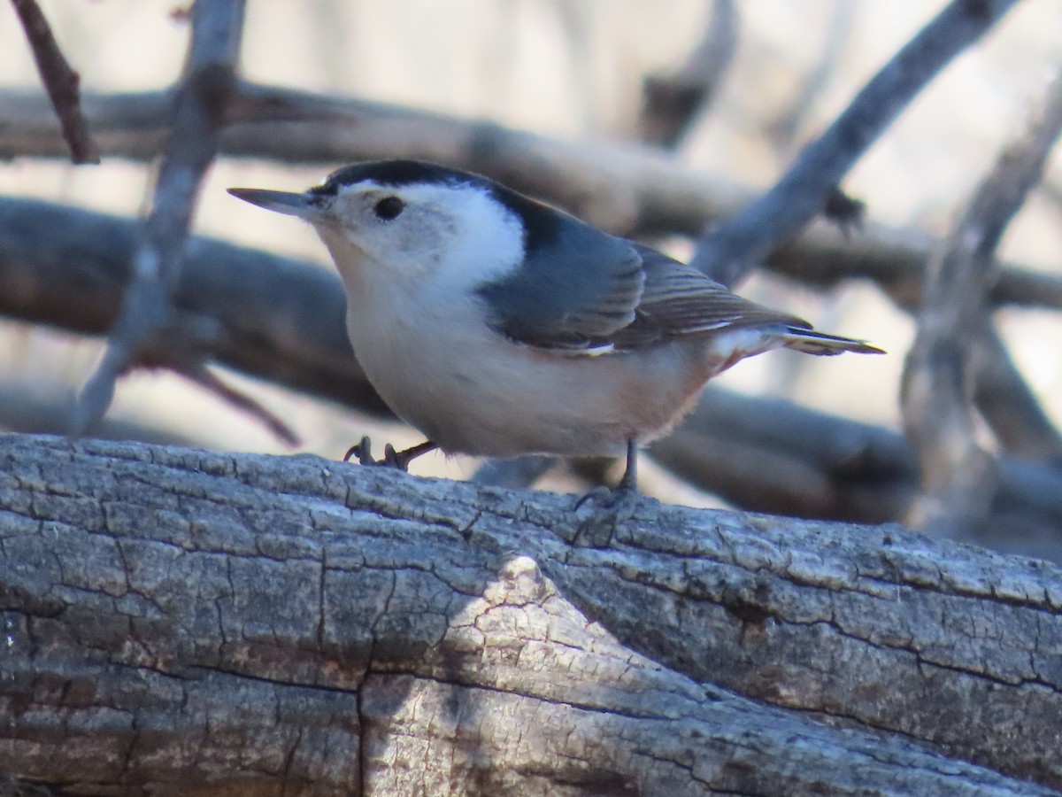 White-breasted Nuthatch (Interior West) - ML615912357