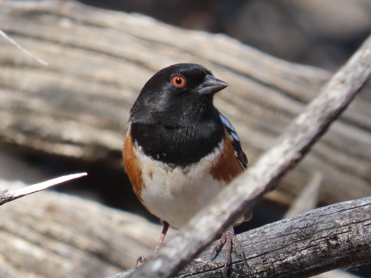 Spotted Towhee - ML615912368
