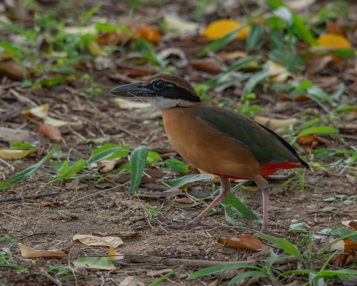 Mangrove Pitta - ML615912380