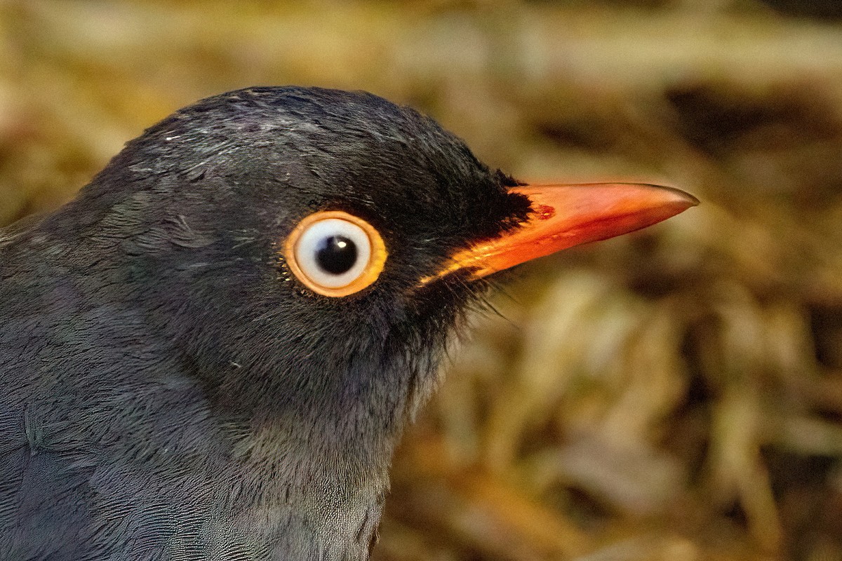 Slaty-backed Nightingale-Thrush (Slaty-backed) - ML615912383