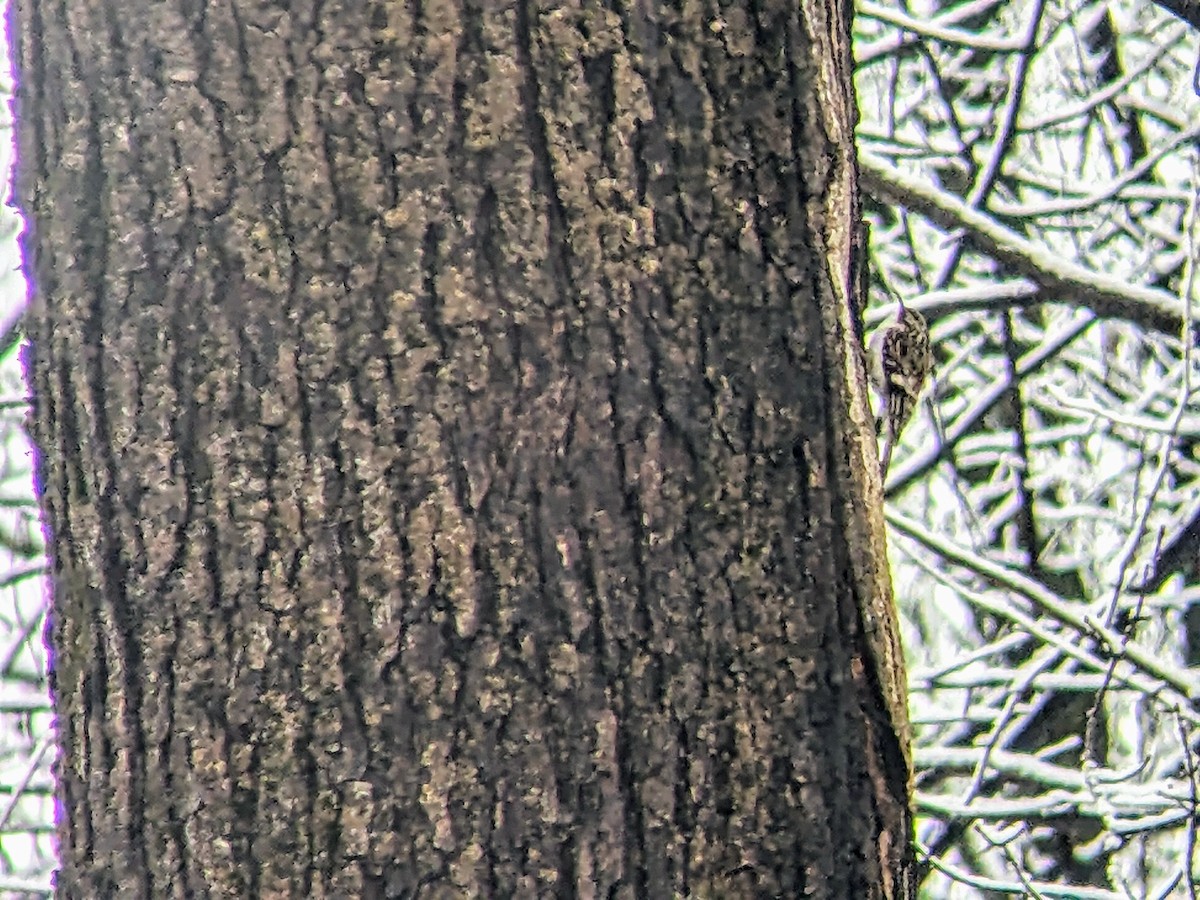 Brown Creeper - jean bernier