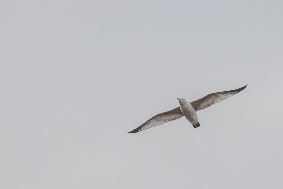 Ring-billed Gull - ML615912416