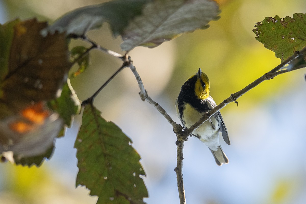 Grünmantel-Waldsänger - ML615912451