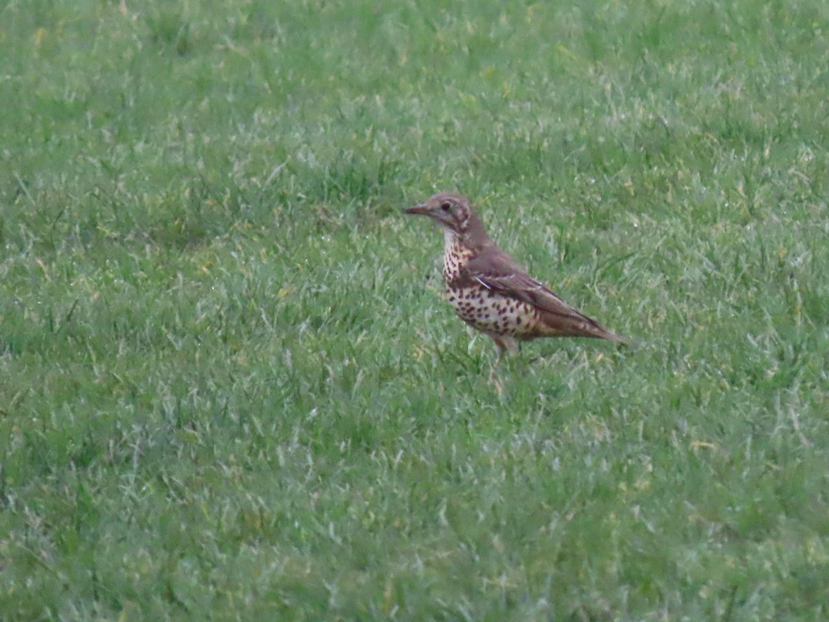 Mistle Thrush - ML615912462