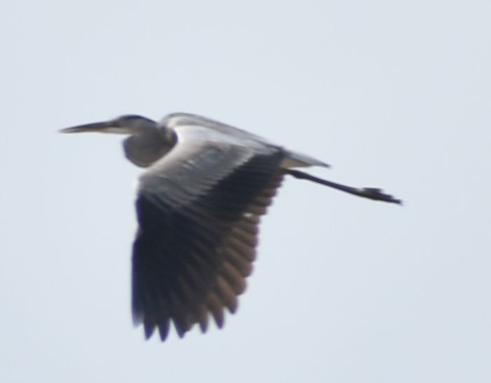 Gray Heron - ML615912494