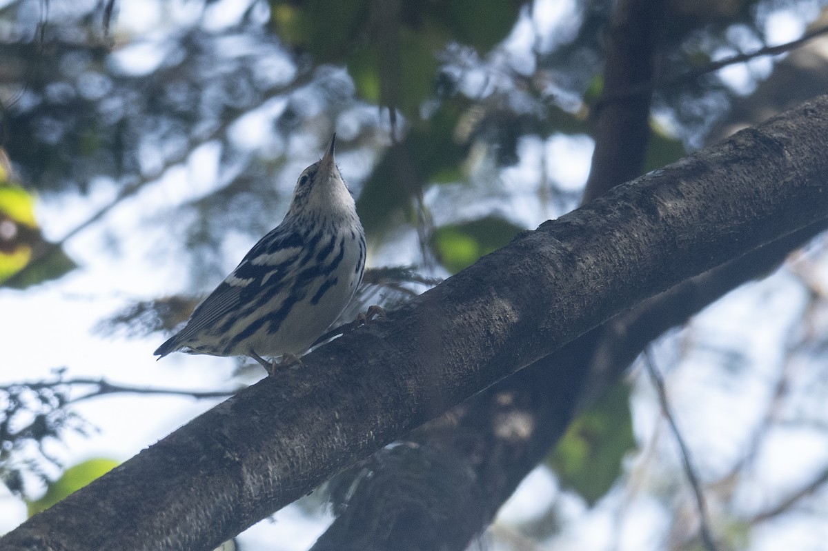 Black-and-white Warbler - ML615912509