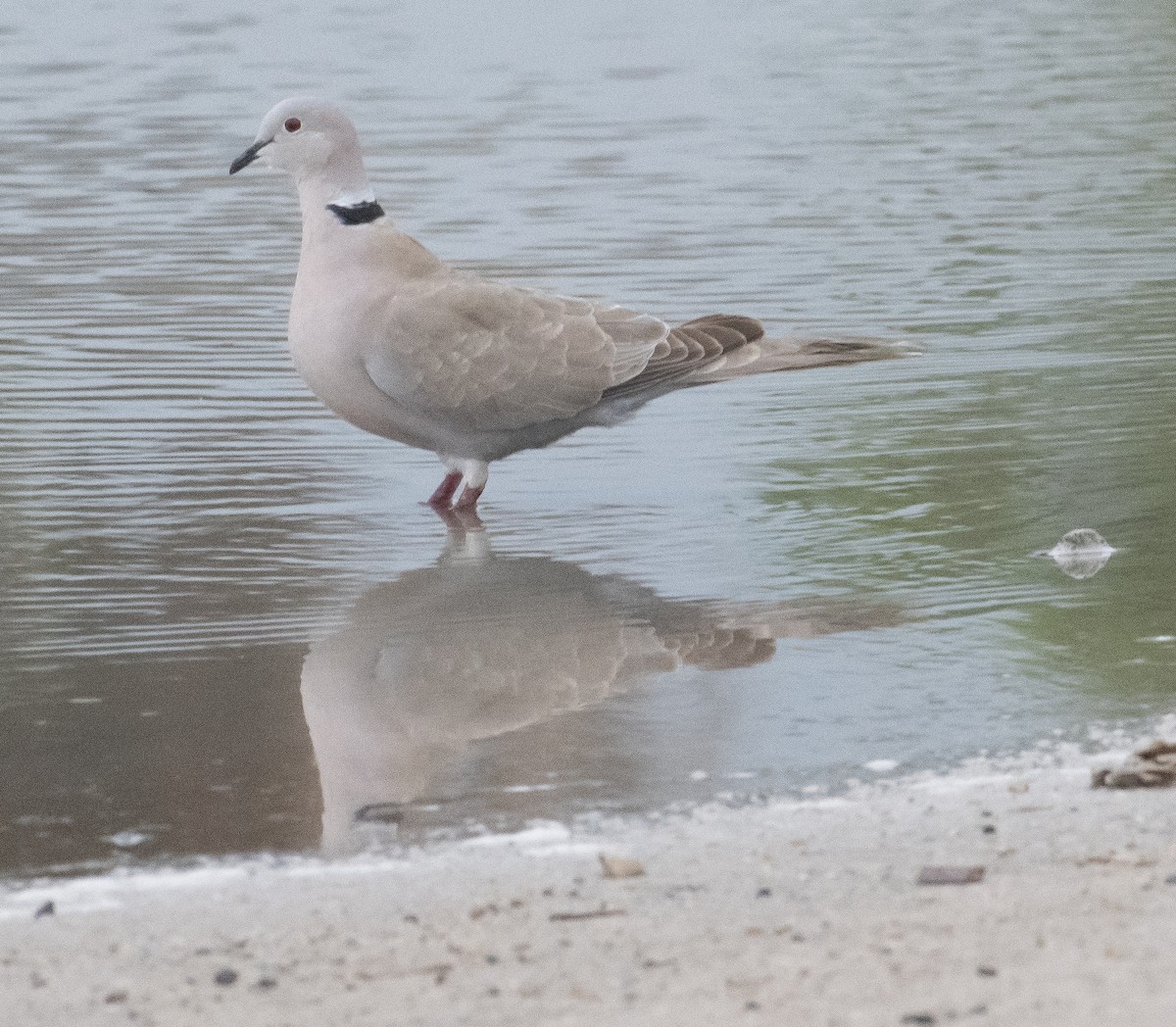 Eurasian Collared-Dove - ML615912547