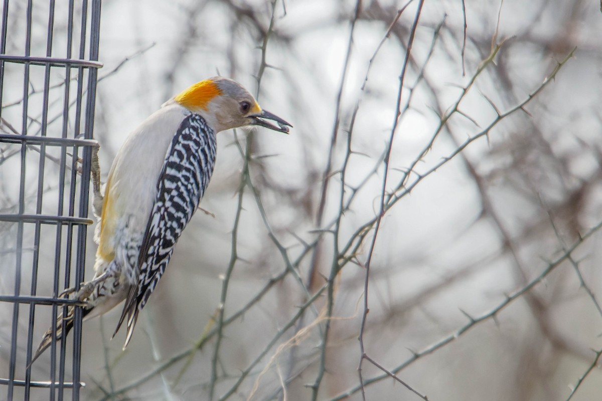 Golden-fronted Woodpecker - ML615912566