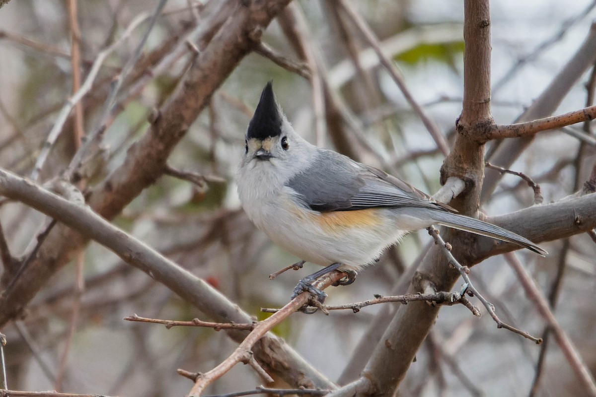 Black-crested Titmouse - ML615912577