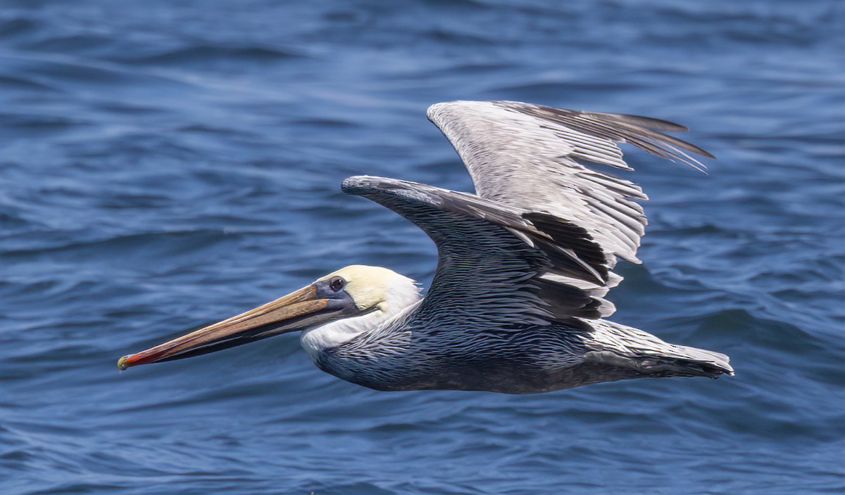pelikán hnědý (ssp. californicus) - ML615912590