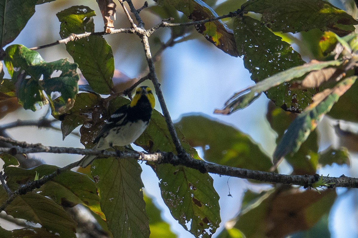 Golden-cheeked Warbler - ML615912591