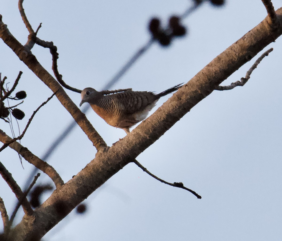 Zebra Dove - ML615912594