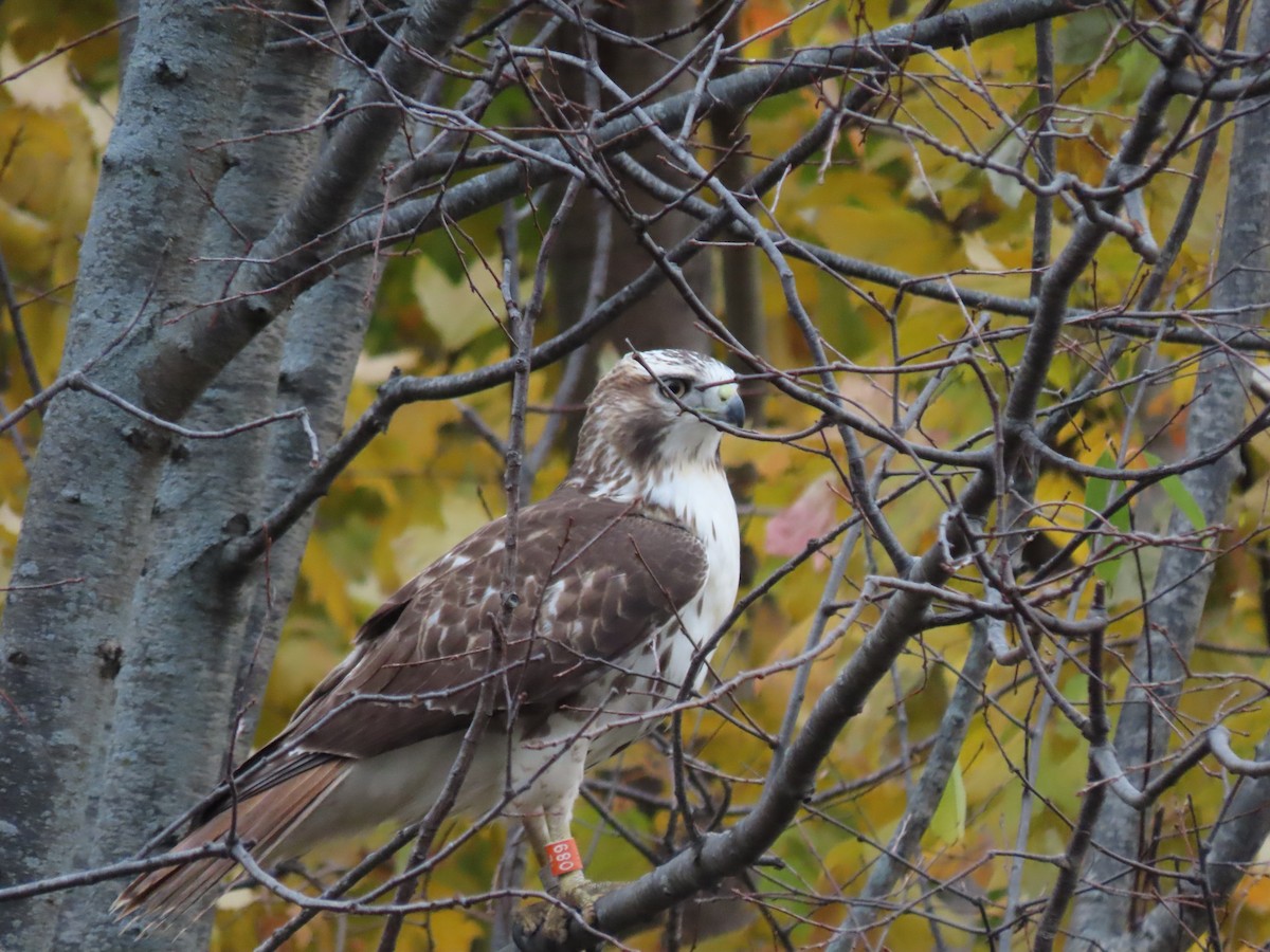 Red-tailed Hawk - ML615912640
