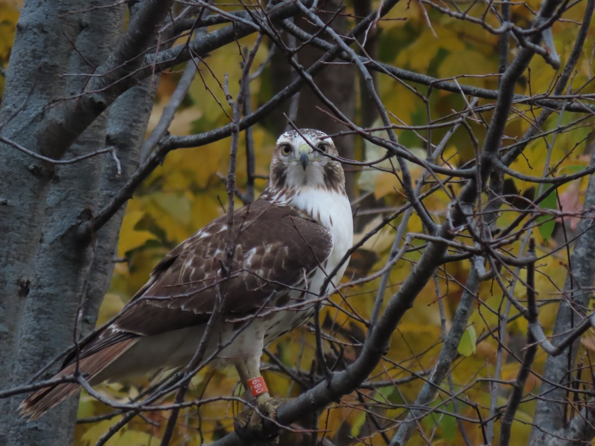 Red-tailed Hawk - ML615912641