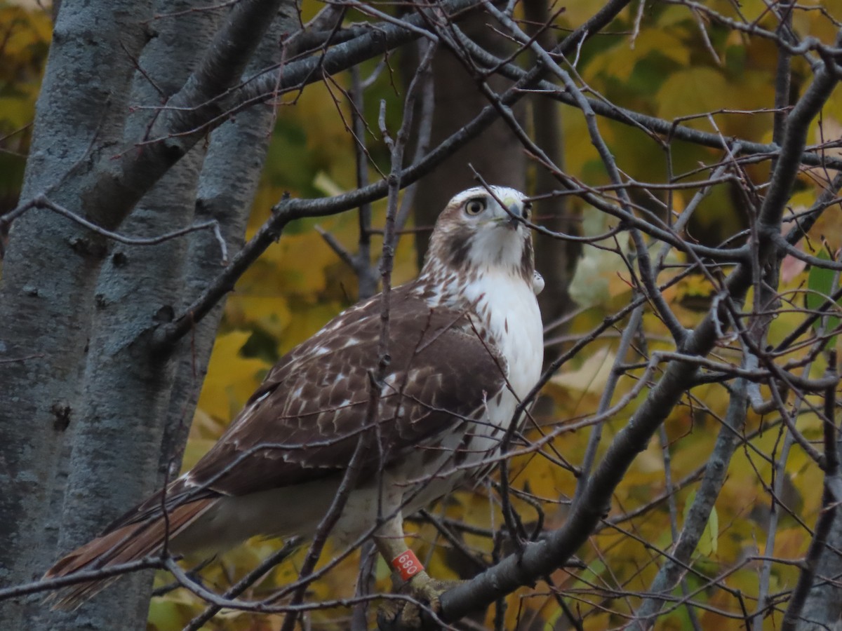 Red-tailed Hawk - ML615912643